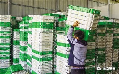 菜園子里種出幸?；?新野縣施庵鎮農產品蔬菜基地