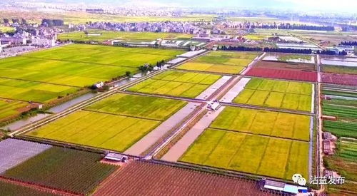 沾益 農業綜合開發助力高原特色農業步入高效發展快車道