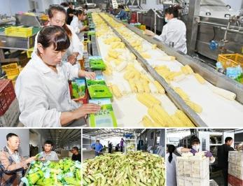 豐收了! 朝陽水果玉米遠(yuǎn)銷海外