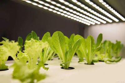 【聚焦新賽道】&ldquo;植物工廠&rdquo;在未來將成為中國農(nóng)業(yè)的新形態(tài)