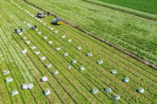 國家級創(chuàng)建名單,浙江1個產(chǎn)業(yè)園 1個集群 4個強(qiáng)鎮(zhèn)入選