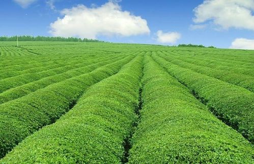 未來5年中國有機(jī)農(nóng)業(yè)發(fā)展因素預(yù)測分析