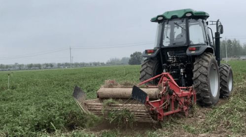 中國 花生論壇 明日舉行,專家共話花生產業發展