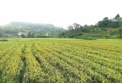 農業生產托管：農業發展新模式與現代引擎