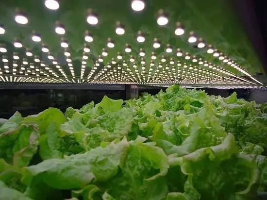 食品安全、植物工廠機械化與中藥健康、農業休閑的融合——藥最網農業開發新視角