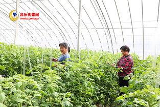 高崖水庫庫區(qū) 加快現(xiàn)代農(nóng)業(yè)發(fā)展，打造有機農(nóng)產(chǎn)品供銷基地