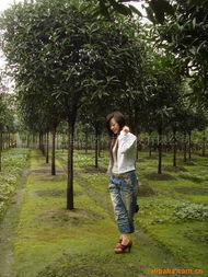 四川日香桂農(nóng)業(yè)科技開發(fā)喬木產(chǎn)品列表