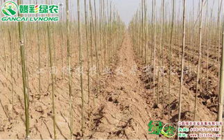 宜黃縣綠農(nóng)農(nóng)業(yè) 速生玫紅紫薇精品苗木的成功培育與先進(jìn)栽培技術(shù)解析