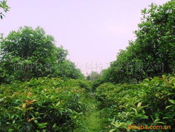 四川日香桂農(nóng)業(yè)科技開發(fā) 喬木產(chǎn)品引領(lǐng)農(nóng)業(yè)科技新篇章