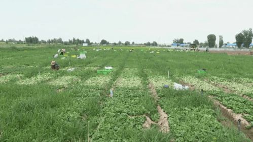 高臺現(xiàn)代農(nóng)業(yè) 科技賦能，產(chǎn)業(yè)興旺，譜寫農(nóng)業(yè)開發(fā)新篇章